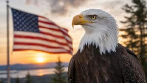Bald eagle in front of an American flag at sunset, illustrating the history of America’s national bird.